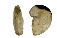 Neophlycticeras blancheti